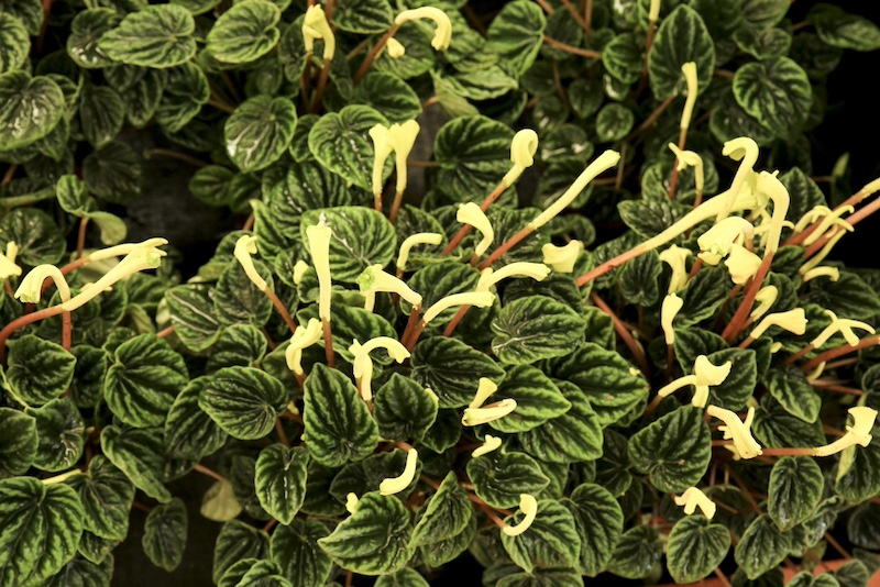 peperomia