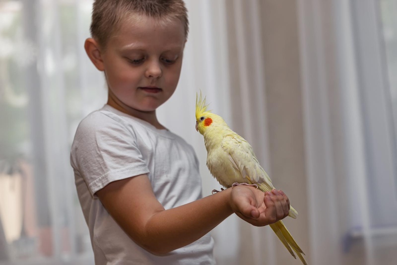 pet parrot