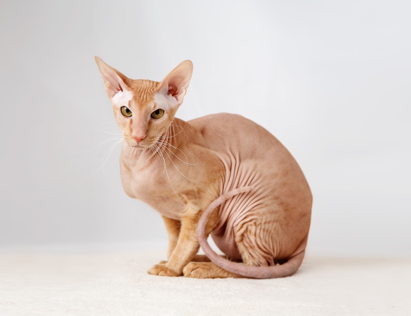 peterbald cat
