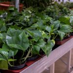 plants that are toxic to dogs