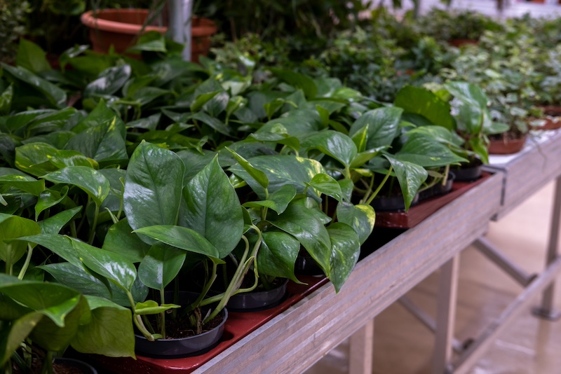 plants that are toxic to dogs