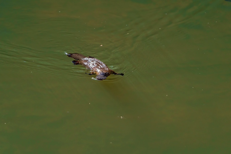 platypus