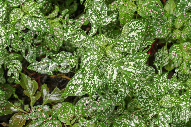 polka dot plant