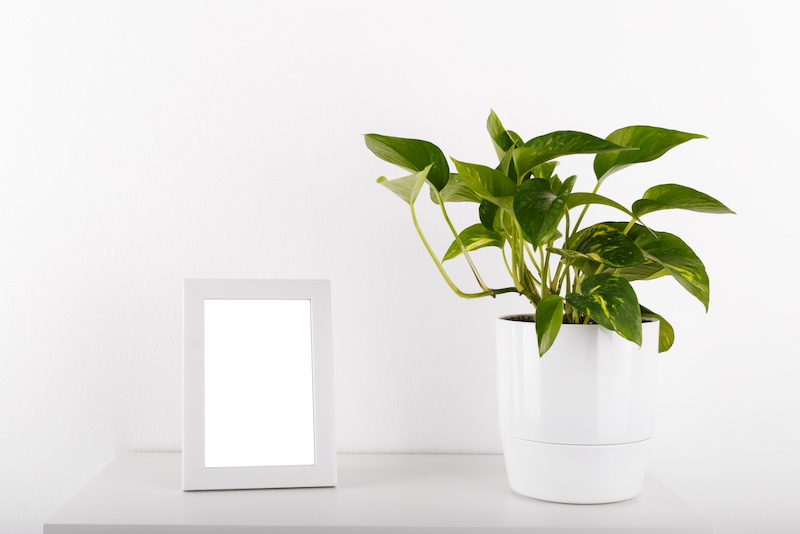 pothos