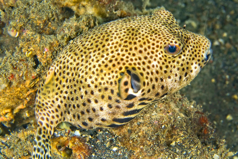 pufferfish