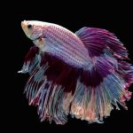 purple betta