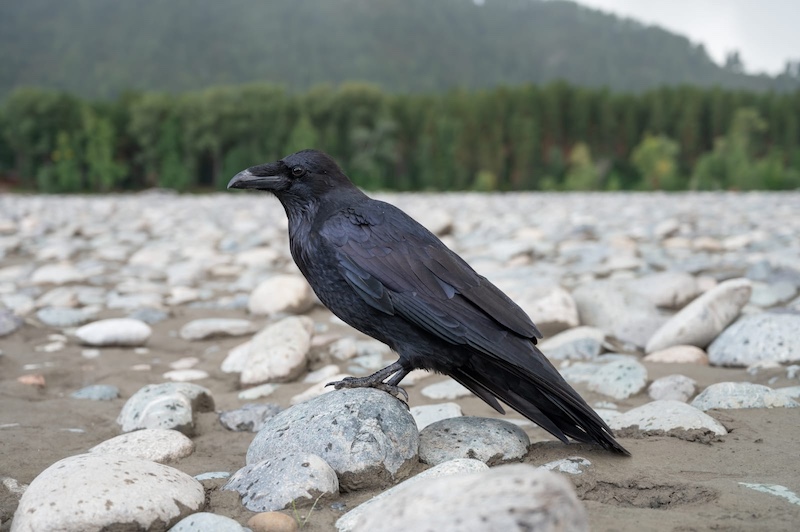 raven