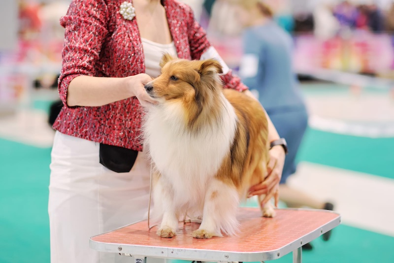 rough collie