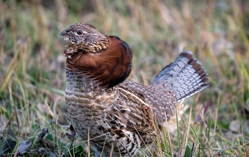 Ruffed Grouse Manitoba