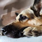 sad dog