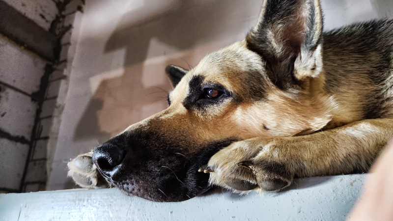 sad dog
