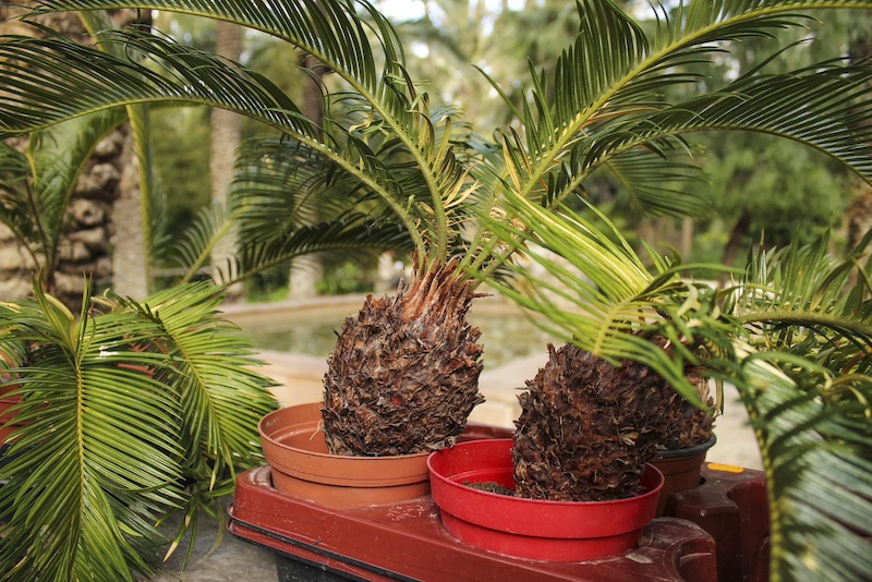 sago palms