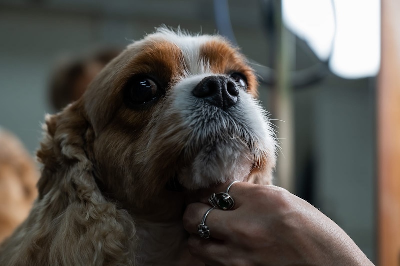 anxious dog