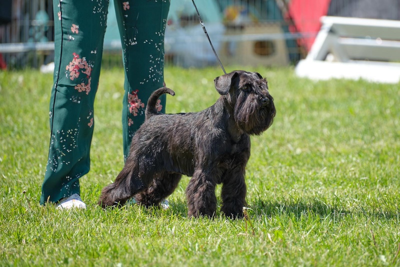 schnauzer