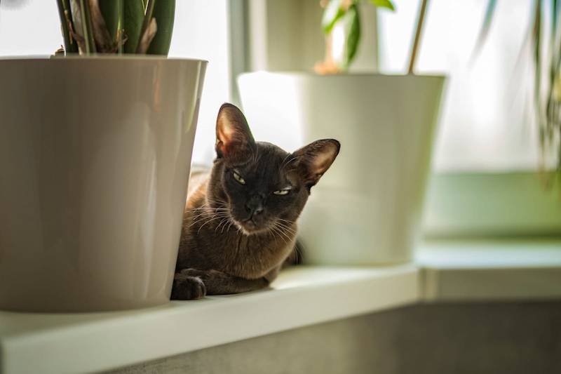 scowling cat
