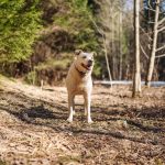senior dog on hike