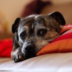 senior dog laying down
