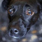 dog with separation anxiety