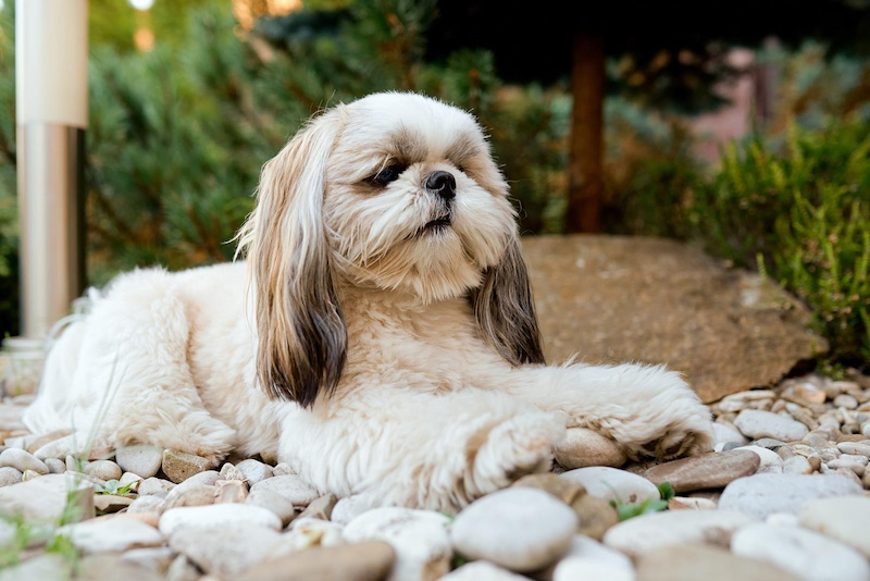shih tzu laying near rocks