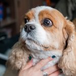 shocked dog