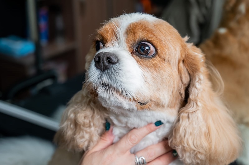shocked dog