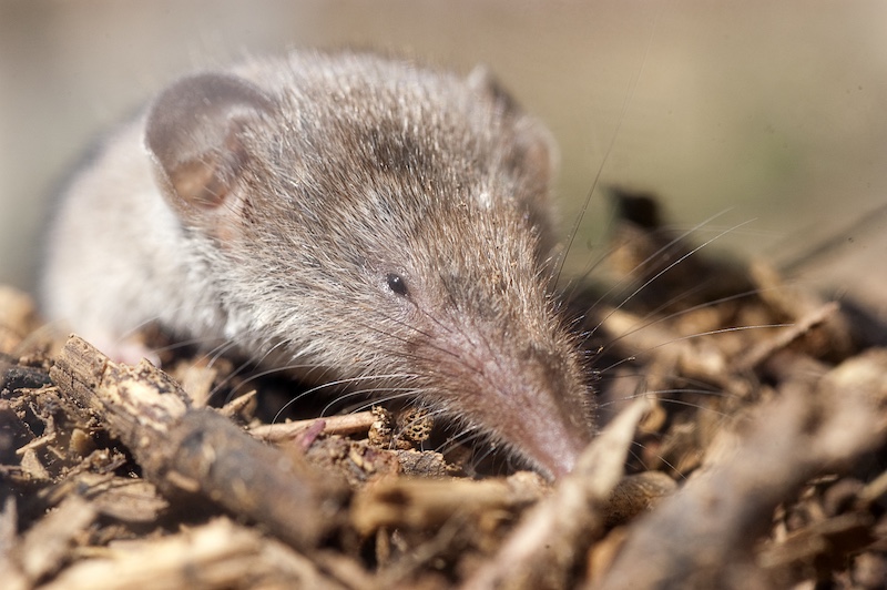 shrew