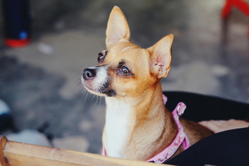 sitting-chihuahua