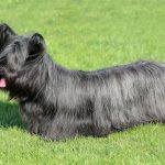 skye-terrier