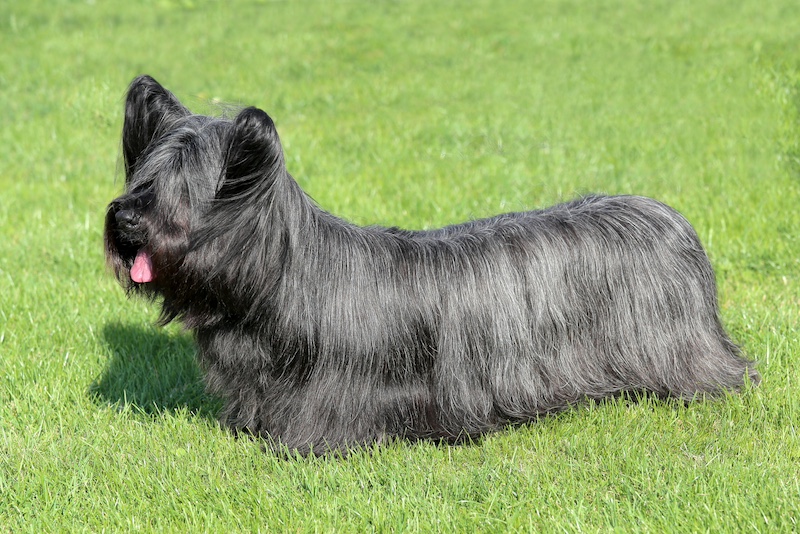 skye-terrier