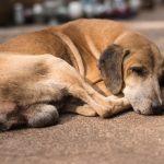 lethargic dog