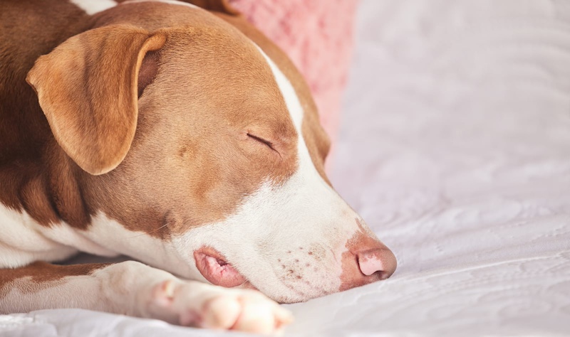 sleeping dog