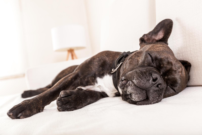 sleeping french bulldog