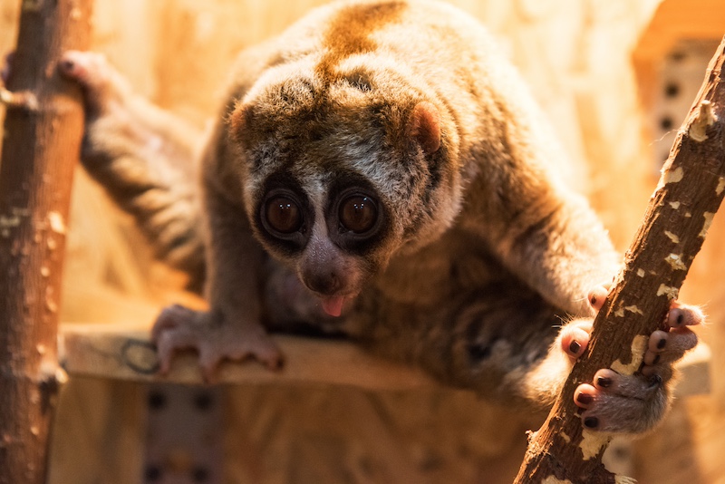 slow loris