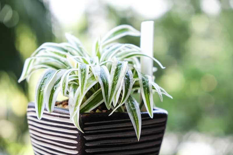 spider plant