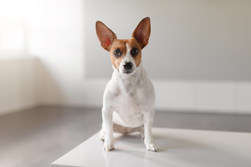 dog staring