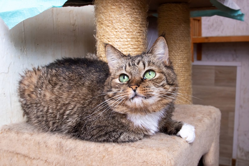 striped cat looking up