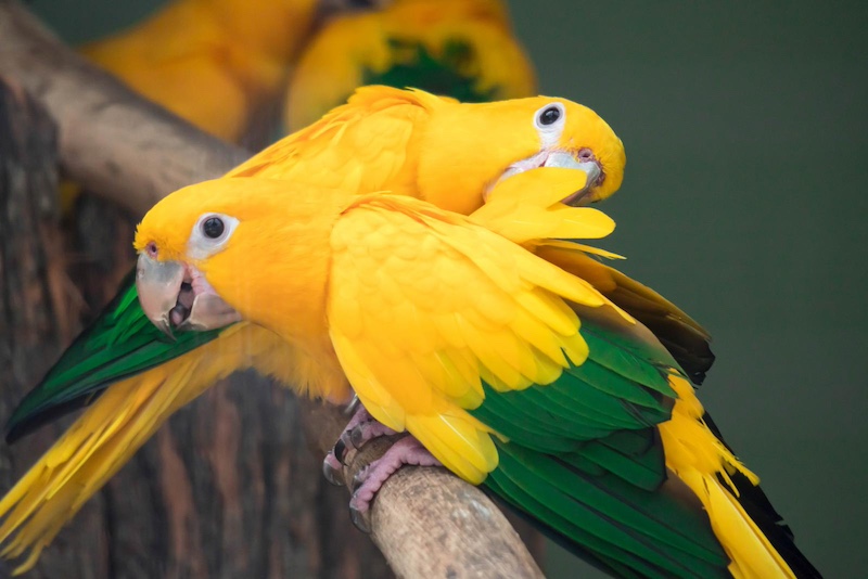 two sun conures