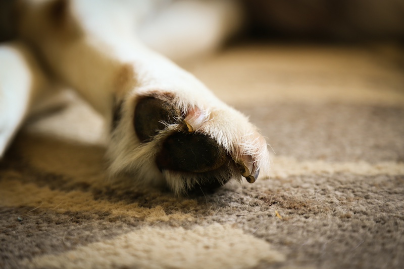 toe beans