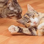 Two cats
