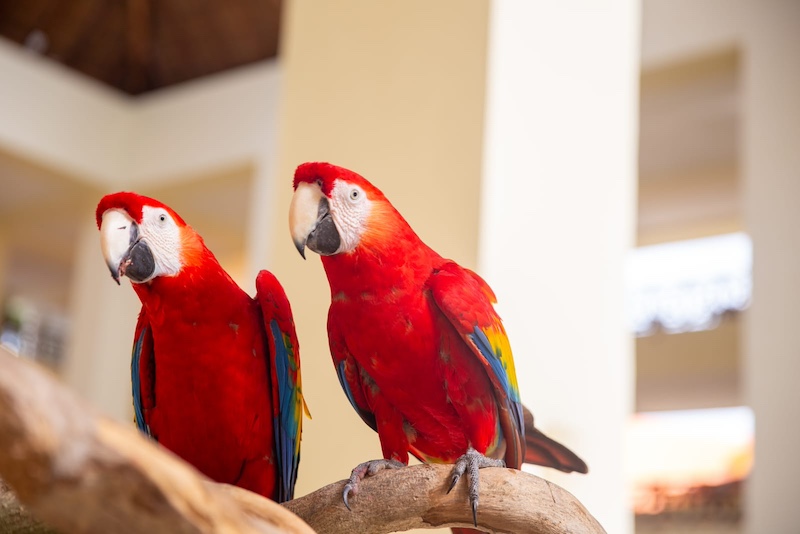 two parrots