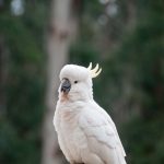 white cockatoo