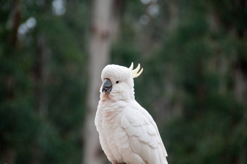 white cockatoo