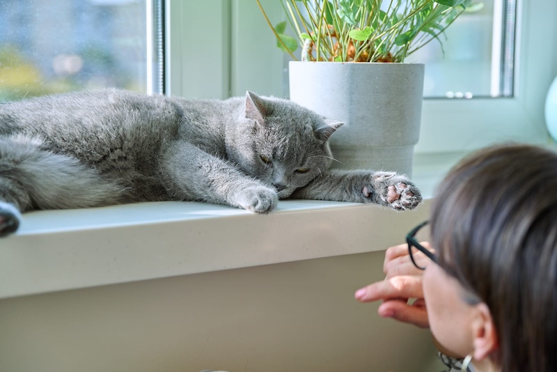 window cat