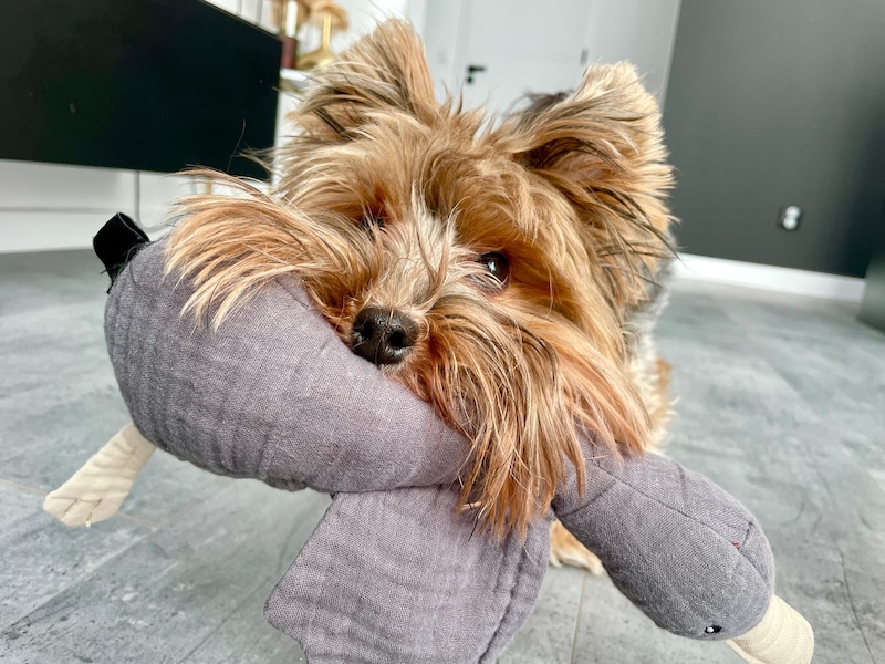 yorkie playing with toy