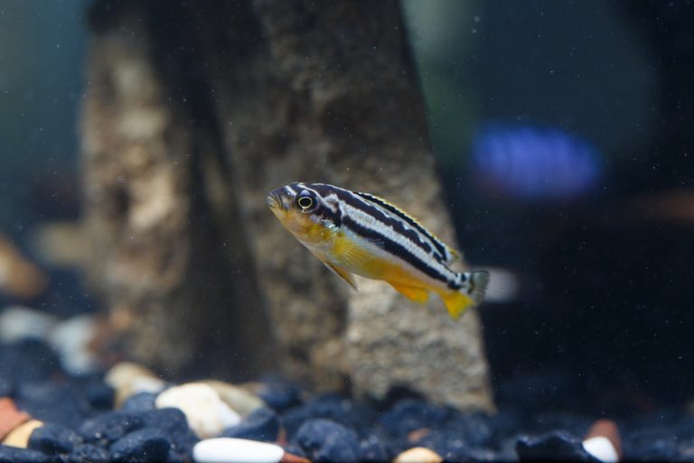 10 Most Active Fish for a Lively Aquarium