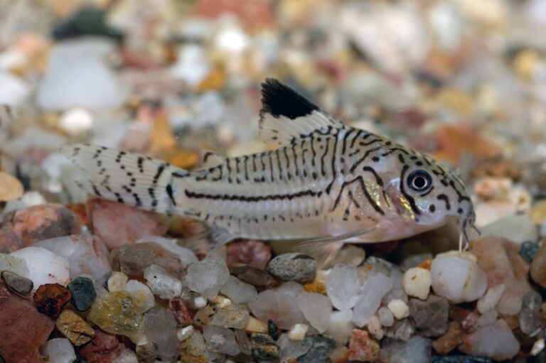 Hardies Fish 10 Hardiest Fish for New Aquariums