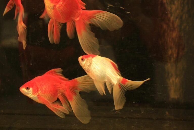 10 Interesting Facts About Goldfish