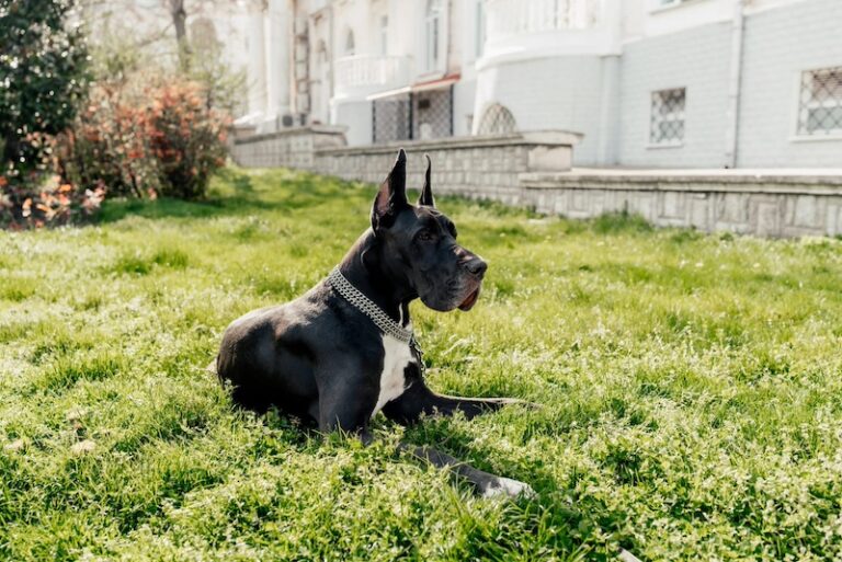 View of 10 Large Breeds That Need Frequent Vet Checkups