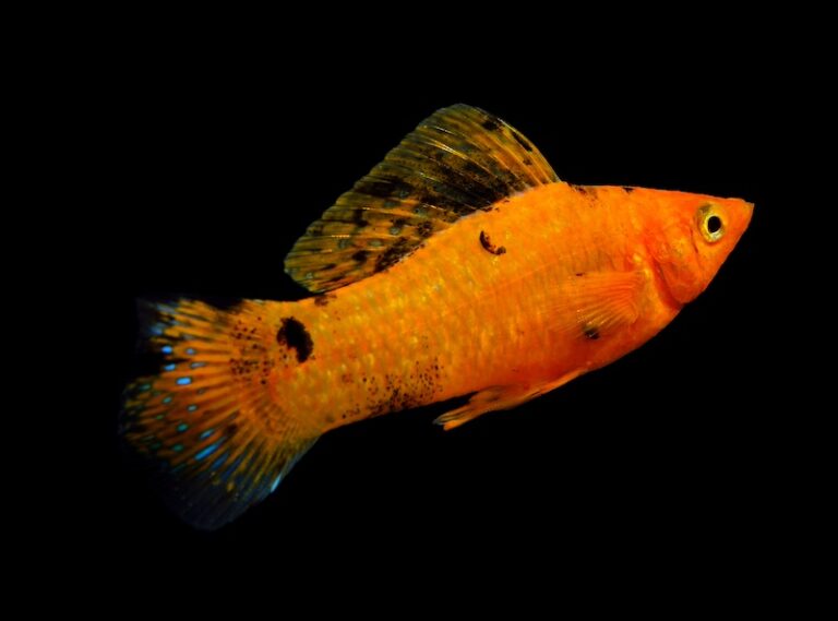 10 Hardiest Fish for New Aquariums