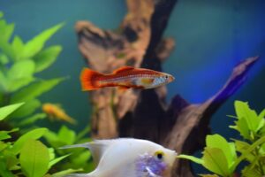 Hardies Fish 10 Hardiest Fish for New Aquariums